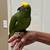 Hello head parrot 2 thumbnail