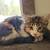 Polydactal half Ragdoll kitten 3 thumbnail