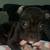 Microbully mixed american bully pups 15 thumbnail