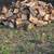 fire wood 3 thumbnail