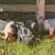 Baby Pigs Short breed 13 thumbnail
