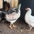 Easter Egger Pullets 4 thumbnail