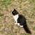 Kittens 4 thumbnail