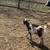 Cheap goats 9 thumbnail