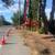 Emergency Tree Remove &TREE SERVICE 23 thumbnail