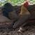 BB Red Old English Game bantam 4 thumbnail