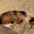 Kunekune 1 thumbnail