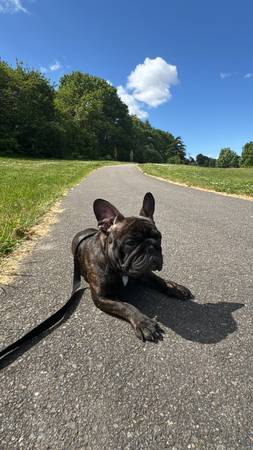 Anuncio de reubicación: Bulldog Francés tricolor (Seattle)63688899116419121