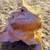 Bearded dragon with enclosure 2 thumbnail