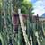 Cactus 2 thumbnail