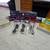 (10) Uvex Honeywell Genesis Safety Glasses 1 thumbnail