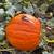 GIANT Pumpkins, organically grown beauties! + Winter Squash:) 16 thumbnail