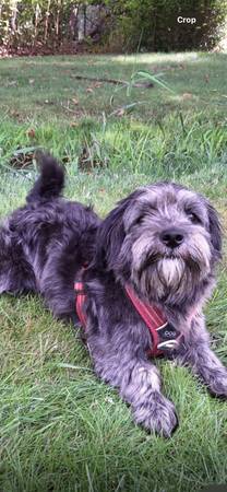 Still missing! Black small DOG (Ellensburg)64666876463874120