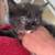 Adopt a kitten 1 thumbnail