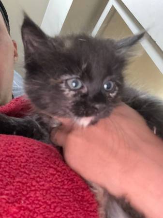 Adopt a kitten 1