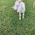 Male goat 1 thumbnail