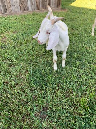 Male goat 1