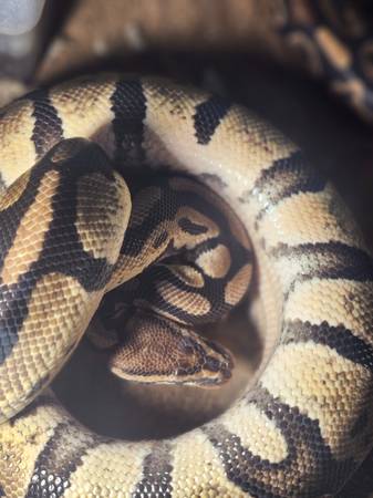 Ball Pythons (Quinwood)64213051120770120