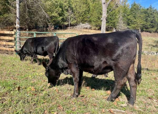 two registered black angus heifers 1