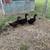Ducks 1 thumbnail