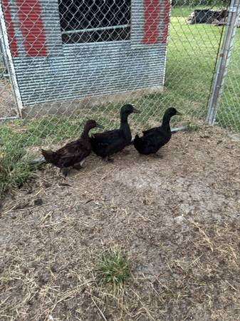 Ducks 1
