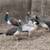 Peacocks 2 thumbnail