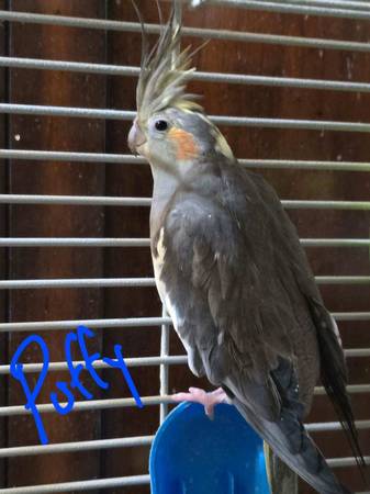 Cacatúas (Jackson)63843454878979120