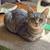 Cats & Kittens - FREE to GOOD homes! 22 thumbnail