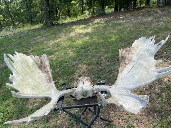 Moose antler set 1