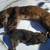 2 Smaller Animal Traps -Close to new Condition 3 thumbnail
