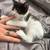 Tuxedo kitten 15 thumbnail