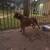 FEMALE XL AMERICAN BULLY (LILAC) 6 thumbnail