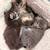 Scottish Kittens 2 thumbnail