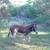 Beautiful Gentle Jenny 1 thumbnail