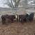 6 steer calves 1 thumbnail
