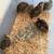 Coturnix quail 3 thumbnail