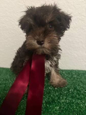 Mini schnauzer AKC 1