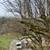 Tree removal, tree pruning, certified arborist 18 thumbnail