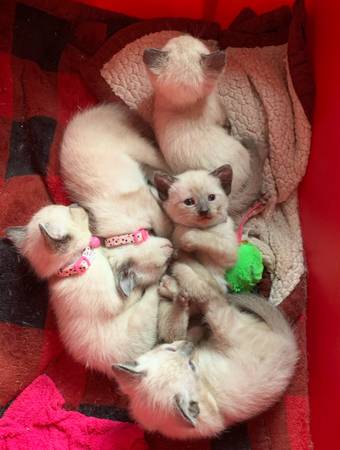 7 week old siamese kittens 1