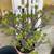 Jade Plants $20 & A Large Succulent $30 4 thumbnail