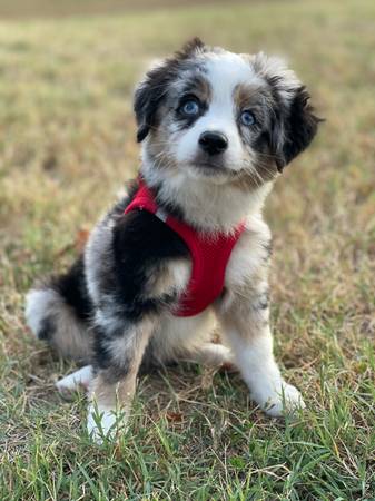 Mini Aussie Puppies (Columbia)63981874257410122
