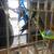 Parakeets 5 thumbnail