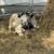 Feeder Bulls 3 thumbnail