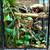 Established Bioactive with Crested Gecko Pair and all Accessories 1 thumbnail