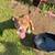 American Bullies Louis V x Zullou 2 thumbnail