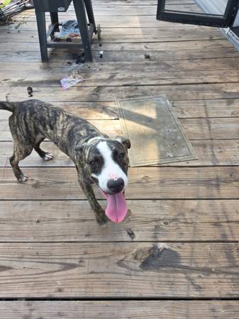 Free pit puppy 1