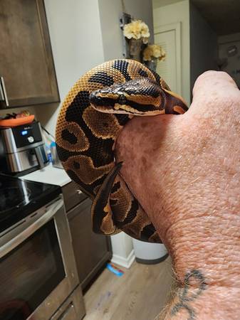 Leopard Ball Python (Taylor Mill)63908215615363120