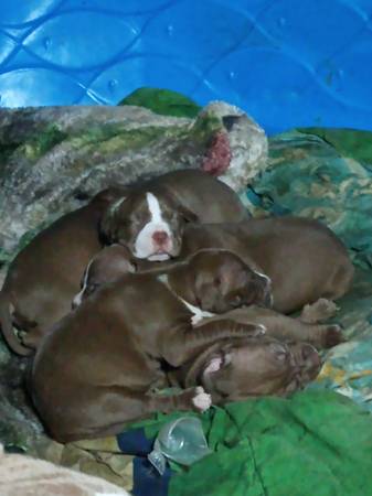 Blue gotti&razors edge bloodline puppies 1