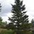 Fall is the BEST TIME to transplant trees! Perfect Blue Spruce Trees. 3 thumbnail