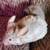 2 chinchillas 4 thumbnail